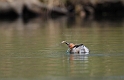 Little grebe - C